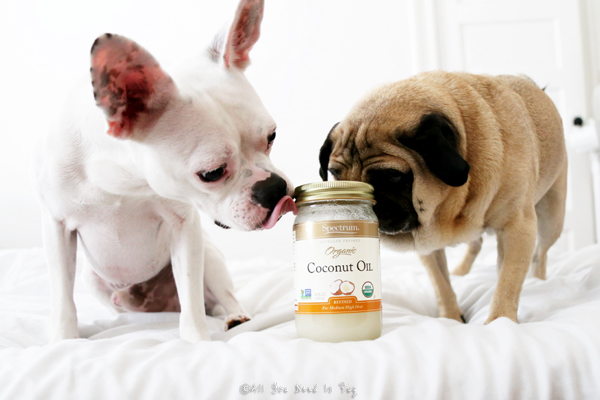 5 Natural Recipes To Clean Your Dog&#39;s Teeth using Coconut Oil »todocat.com