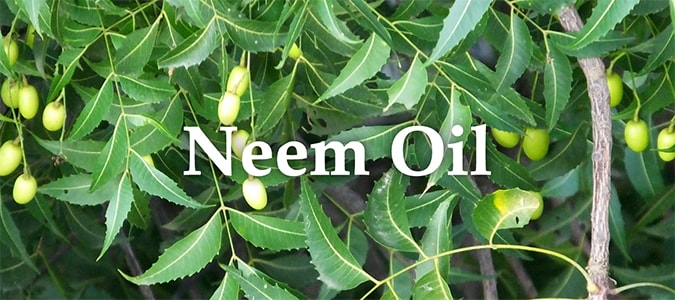 Essential Oil Headers Neem Oil