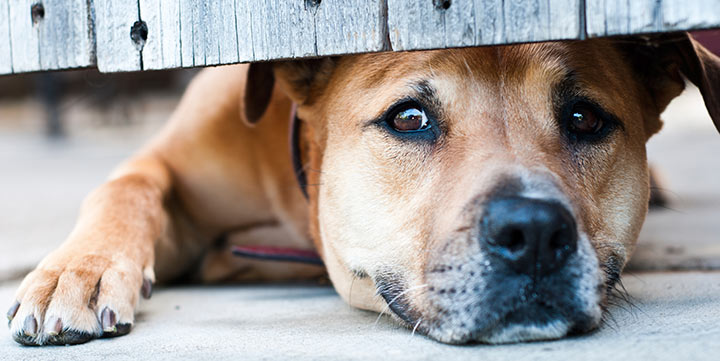 6 Ways To Overcome Separation Anxiety in Dogs