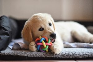 Proccupy your dog from seperation anxiety by adding a treat inside his favorite toy