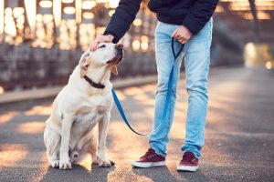 Walk Your Dog to overcome seperation anxiety