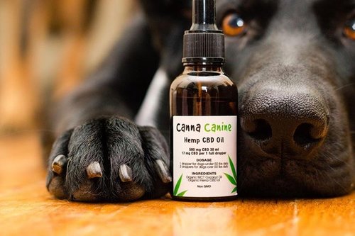 5 Amazing Benefits CBD Oil Can Do For Your Dog