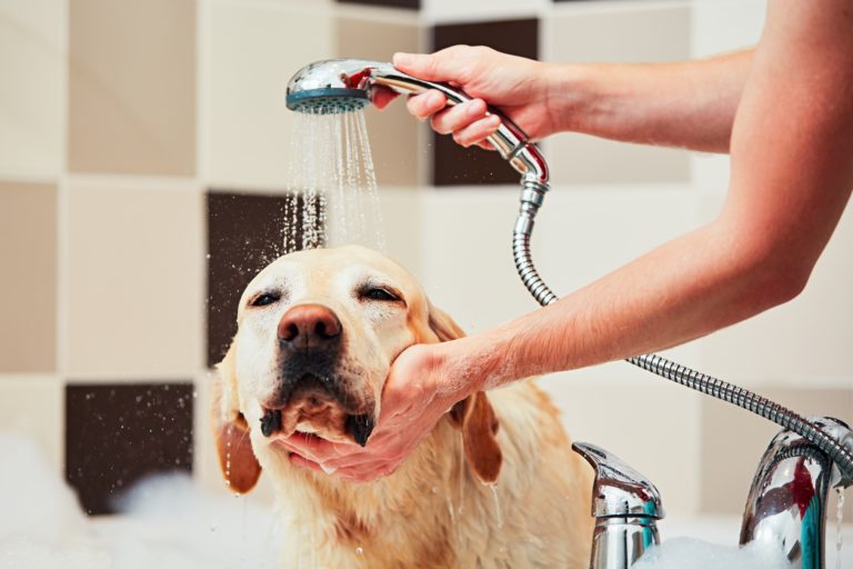Tips To Giving Your Dog a Bath in The Tub