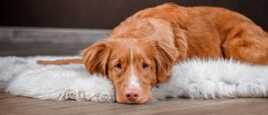 How to Prevent Constipation in a Healthy Dog